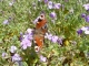 Photo précédente de Draché faites pousser les fleurs qui enrichissent la vie des insectes