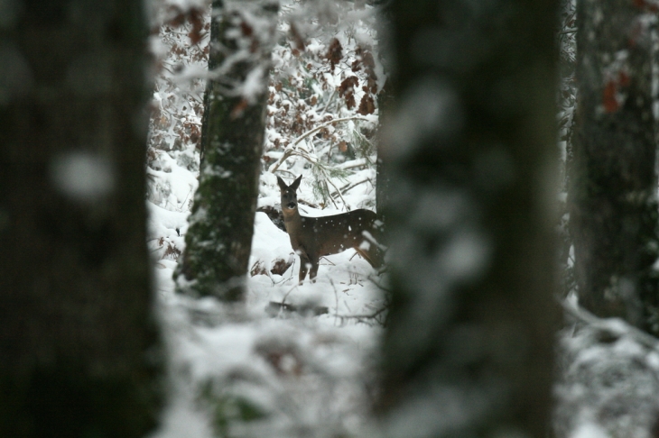 Orbigny sous la neige