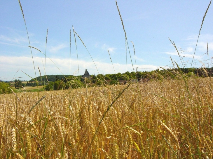 Cérales  à PORTS