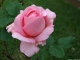 Rose de mon jardin, fragilité et simplicité