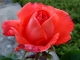 Une rose de mon jardin