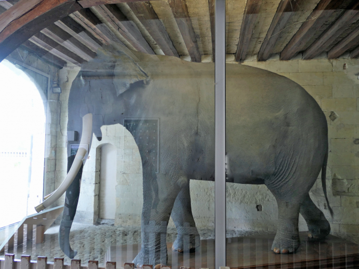 L'éléphant Fritz naturalisé - Tours