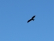 Photo suivante de Badecon-le-Pin Le vol d'un milan noir au dessus de la boucle du Pin.