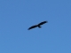 Photo suivante de Badecon-le-Pin Le vol d'un milan noir au dessus de la boucle du Pin.