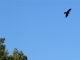 Photo précédente de Badecon-le-Pin Le vol d'un milan noir au dessus de la boucle du Pin.