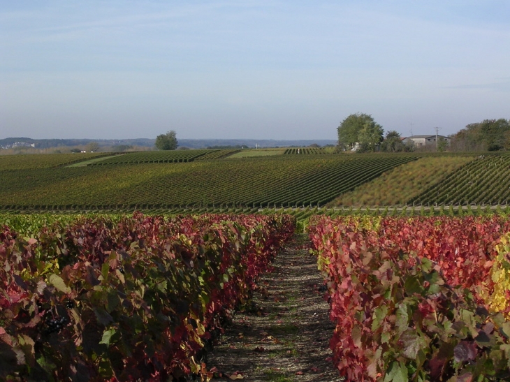 Paysage de vignes sur les hauteurs de Noyers - Noyers-sur-Cher