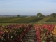 Photo suivante de Noyers-sur-Cher Paysage de vignes sur les hauteurs de Noyers