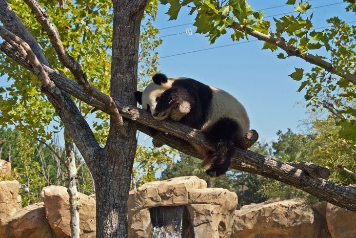 Panda géant du zooparc de Beauval.Avec environs 5000 animaux et 400 espèces différentes, c'est le plus important parc zoologique d'Europe.  - Saint-Aignan
