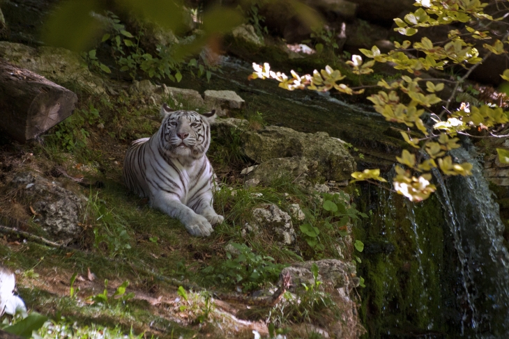 Tigre blanc du zooparc de Beauval. - Saint-Aignan