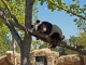 Panda géant du zooparc de Beauval.Avec environs 5000 animaux et 400 espèces différentes, c'est le plus important parc zoologique d'Europe. 