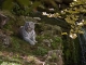 Photo précédente de Saint-Aignan Tigre blanc du zooparc de Beauval.