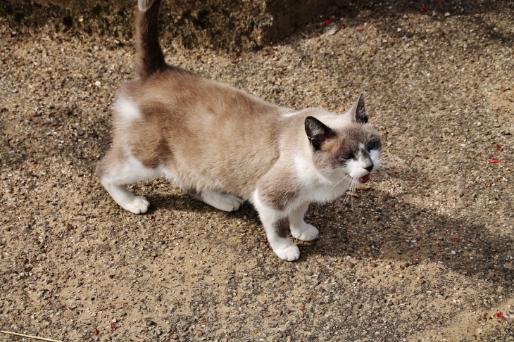 Chat du Village - Villers-sur-Bar