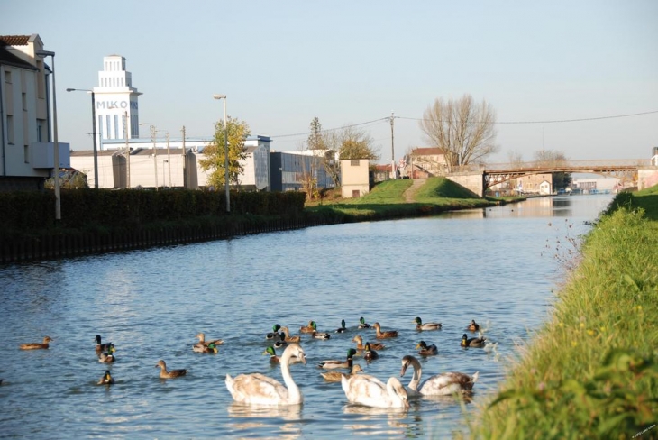 Le canal entre Champagne et Bourgogne , Les oiseaux - Saint-Dizier