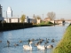 Photo suivante de Saint-Dizier Le canal entre Champagne et Bourgogne , Les oiseaux