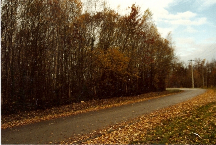L'automne sur la route du lac - Giffaumont-Champaubert