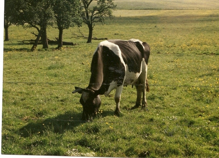 Vache dans sa prairie - Giffaumont-Champaubert