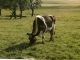 Photo suivante de Giffaumont-Champaubert Vache dans sa prairie