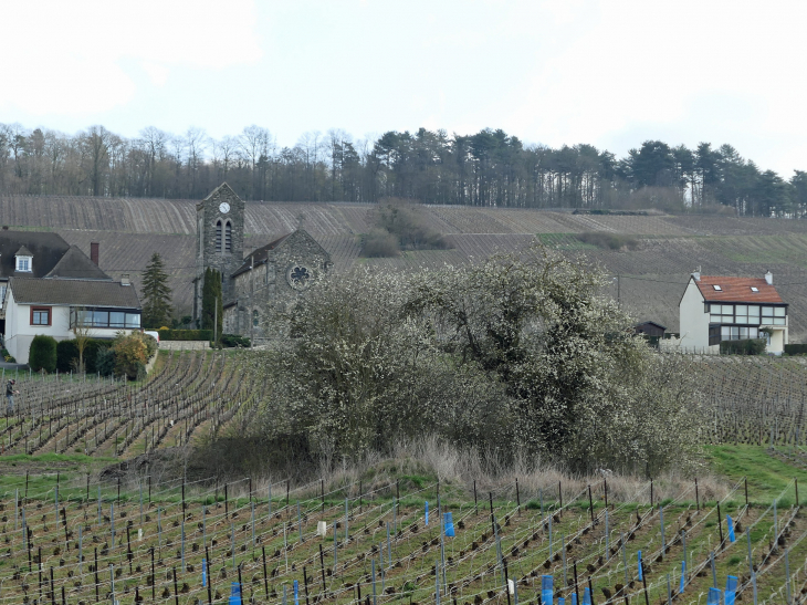 Vue sur l'église au dessus des vignes au printemps - Leuvrigny
