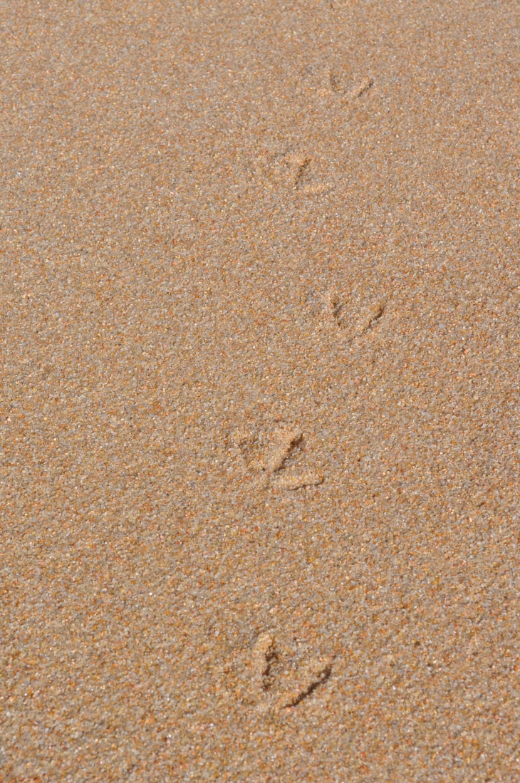 Empreintes de pattes de goéland sur le sable - Albitreccia