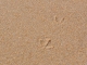 Empreintes de pattes de goéland sur le sable