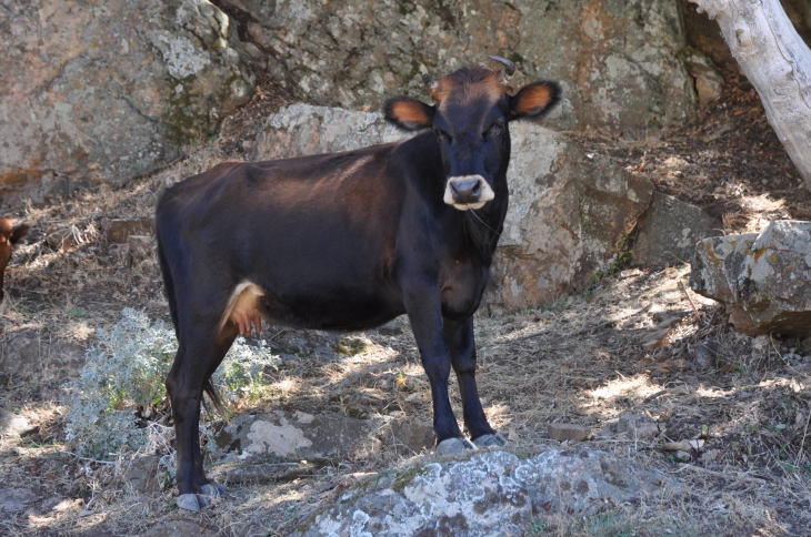 Vache sur la Plage de Bussaglia - Serriera