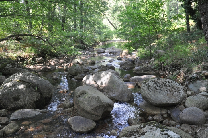 Forêt de Zonza