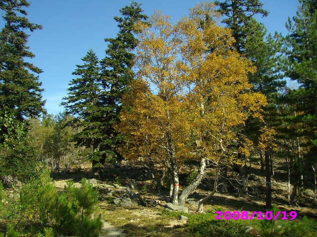 Bouleau en automne sur fonds de sapins - Poggio-di-Nazza