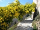 Photo suivante de Poggio-Marinaccio mimosa sous le dallage