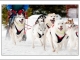 Photo suivante de Charmauvillers attelage siberian huskies du vanney  charmauvillers