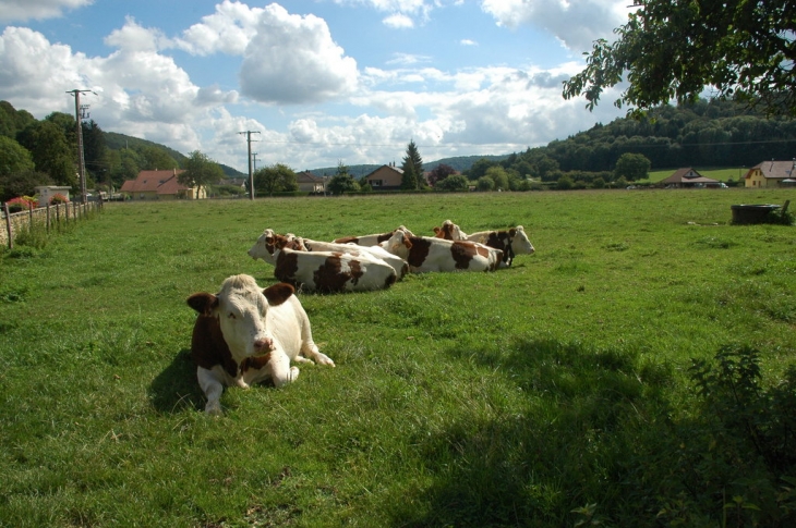 C' est l' heure de la sieste : Allez, vite la photo et laisse nous tranquilles ! - Dambelin