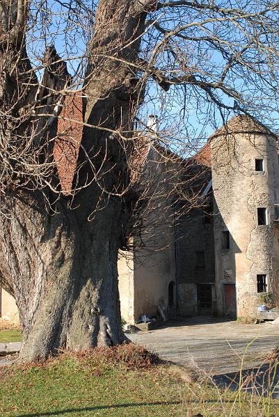 La tour et le marronnier - Fontenelle-Montby