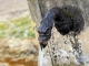 Photo suivante de Gondenans-les-Moulins Détail d'un fontaine