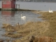 Animaux et cabane de Malbuisson