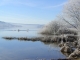 cygnes dans le givre matinal du lac