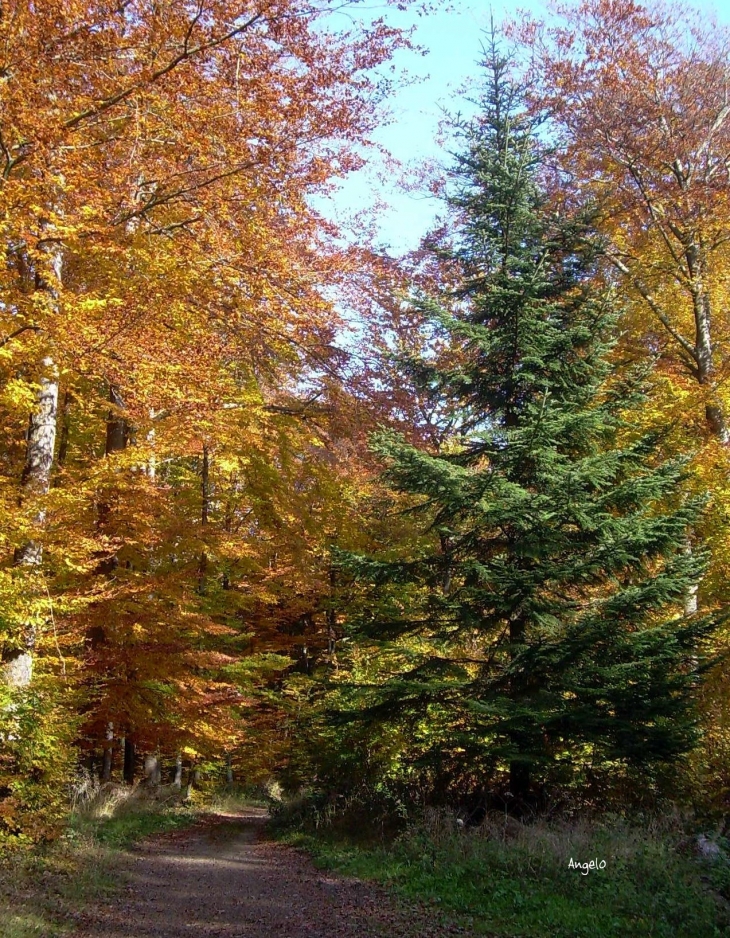 Le bois du Truchot en automne - Montenois