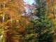 Le bois du Truchot en automne