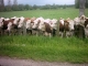 Photo suivante de Pesmes Pesmes les vaches