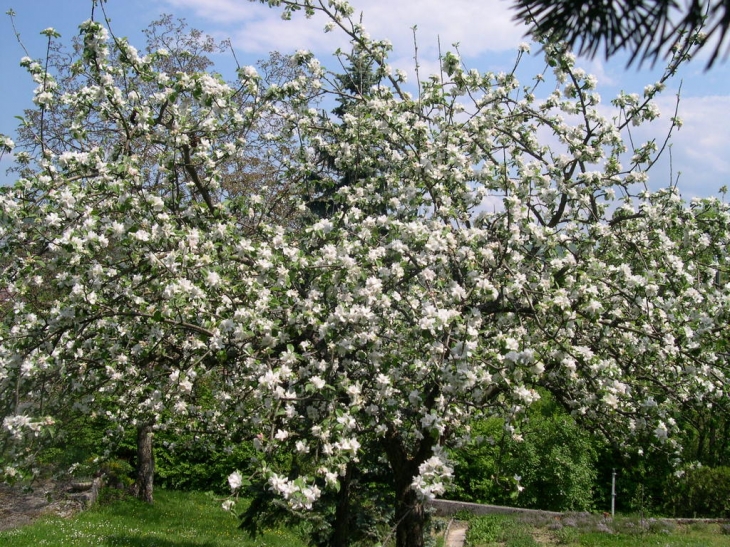 Pommier (printemps à Arbois)