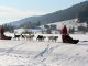 Photo précédente de Bois-d'Amont Chiens de traineau