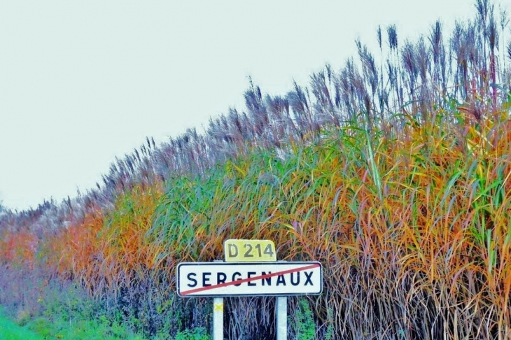 Sergenaux.Jura-Culture de miscanthus.