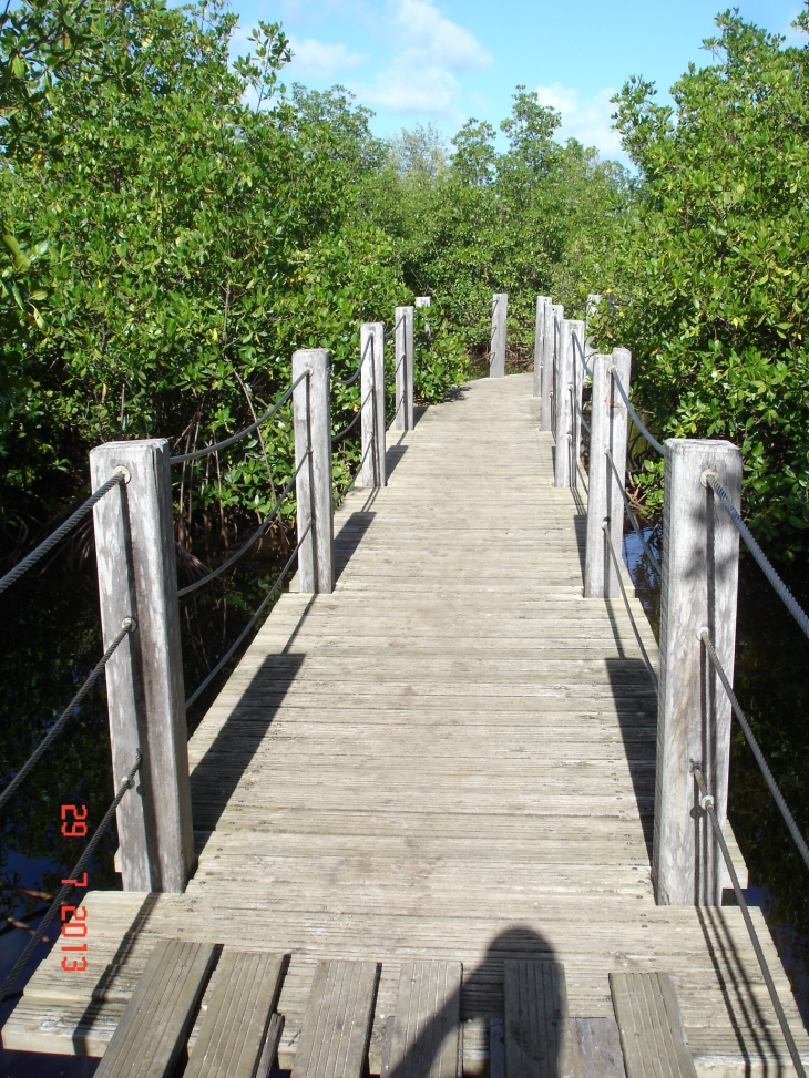 La mangrove - Port-Louis