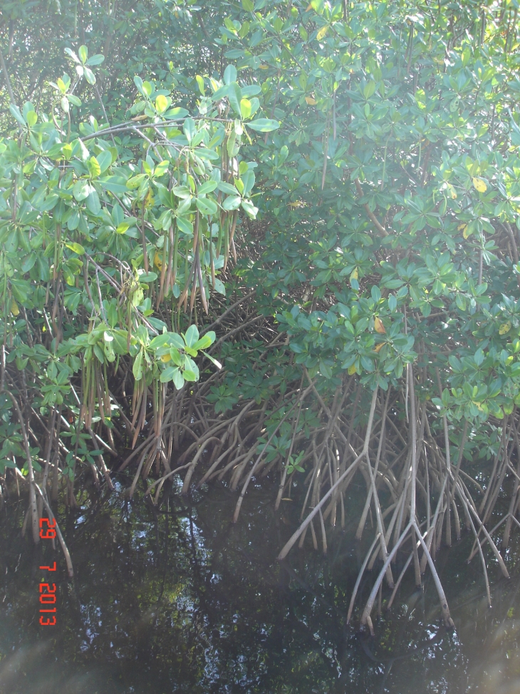 La mangrove - Port-Louis
