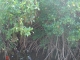 Photo suivante de Port-Louis La mangrove