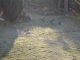 petite escale des canards de la marre dans mon jardin 