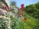 La flore sauvage au pied du Chateau Gaillard, les Andelys