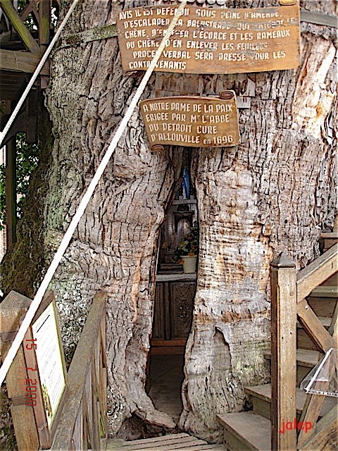 Le chêne entrée - Allouville-Bellefosse