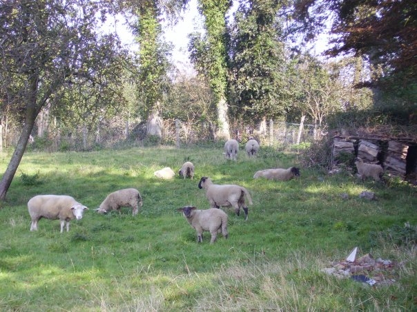 Moutons - Butot-Vénesville