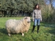 Photo précédente de Butot-Vénesville mouton de butot venesville