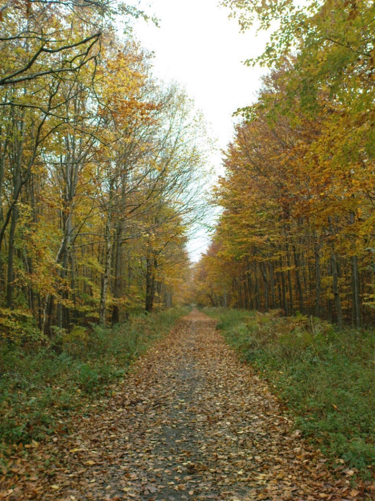 Chemin forestier à Canteleu