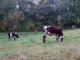 vaches normandes